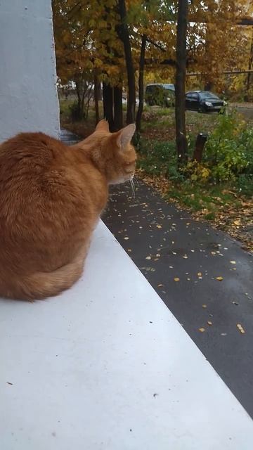 Не гуляют домашние котики в такую погоду!!!