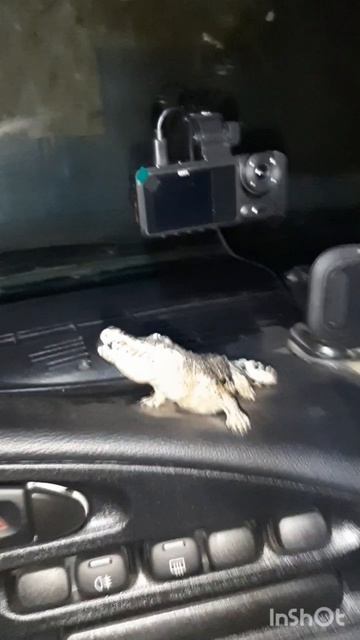 Машина. НиваТревел. Обзор. Плюсы и минусы. Серия 24. Шортс-премьера