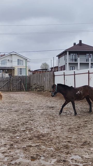 Встреча добрых лучших друзей Каспер и Аквилон.