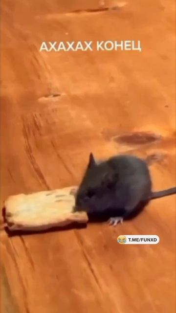 Врубил пятую 🏎😆