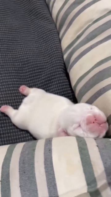 Клип @meowtaverse