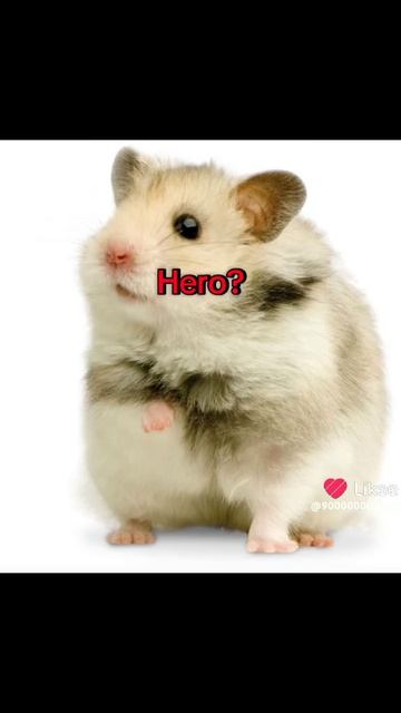 подборка видео из лайка