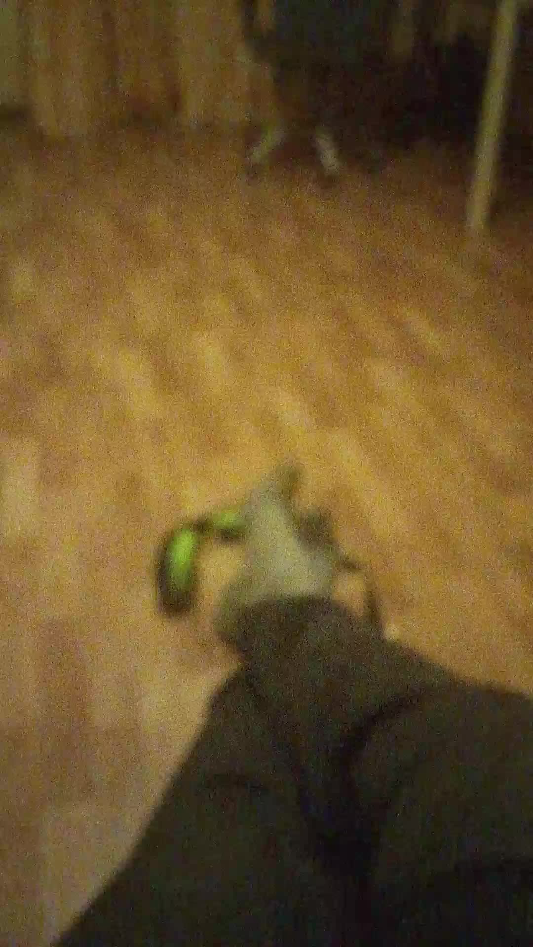 эй сволочи я тут