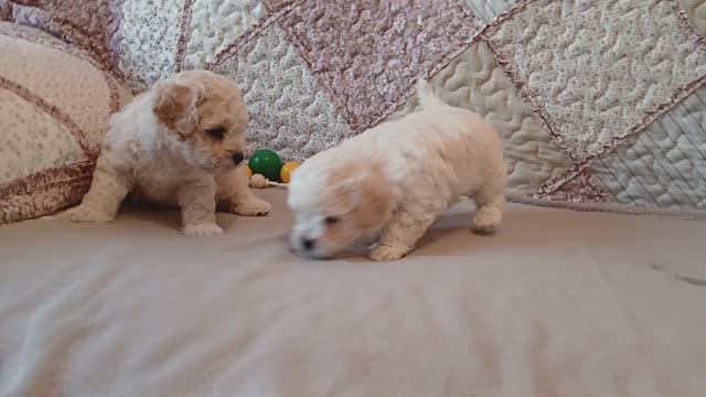 Как обманывают курьеры / Жизнь на пенсии / У кого кошечки, у меня собачки