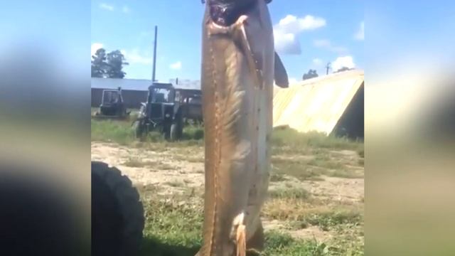 Архивное видео. Калуга гигант бежала из Хабкрая и попалась в Амурской области