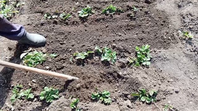 готовим грядки правильно