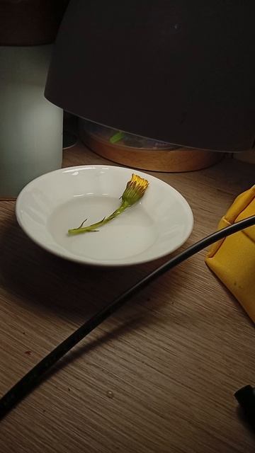 мой цветок