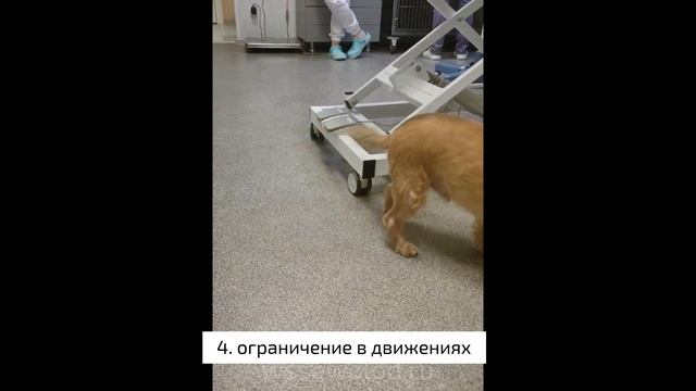 Причины отвести питомца к ветеринарному ортопеду