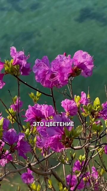 САМЫЙ КРАСИВЫЙ СЕЗОН АЛТАЯ!