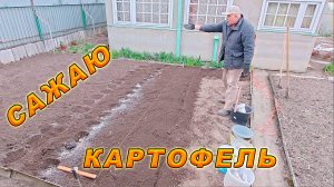 Посадка картофеля под лопату. Электрокультиватор в помощь. Быстро и хорошо.