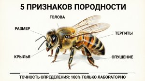 Определение породности пчел: параметры, которые нельзя игнорировать