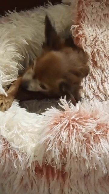 Так я прячусь от папарацци