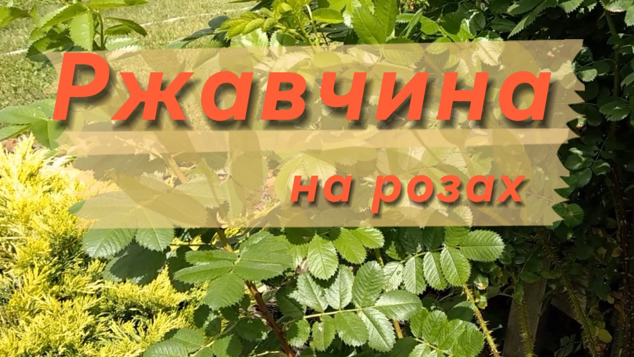 Как лечить розы от ржавчины?