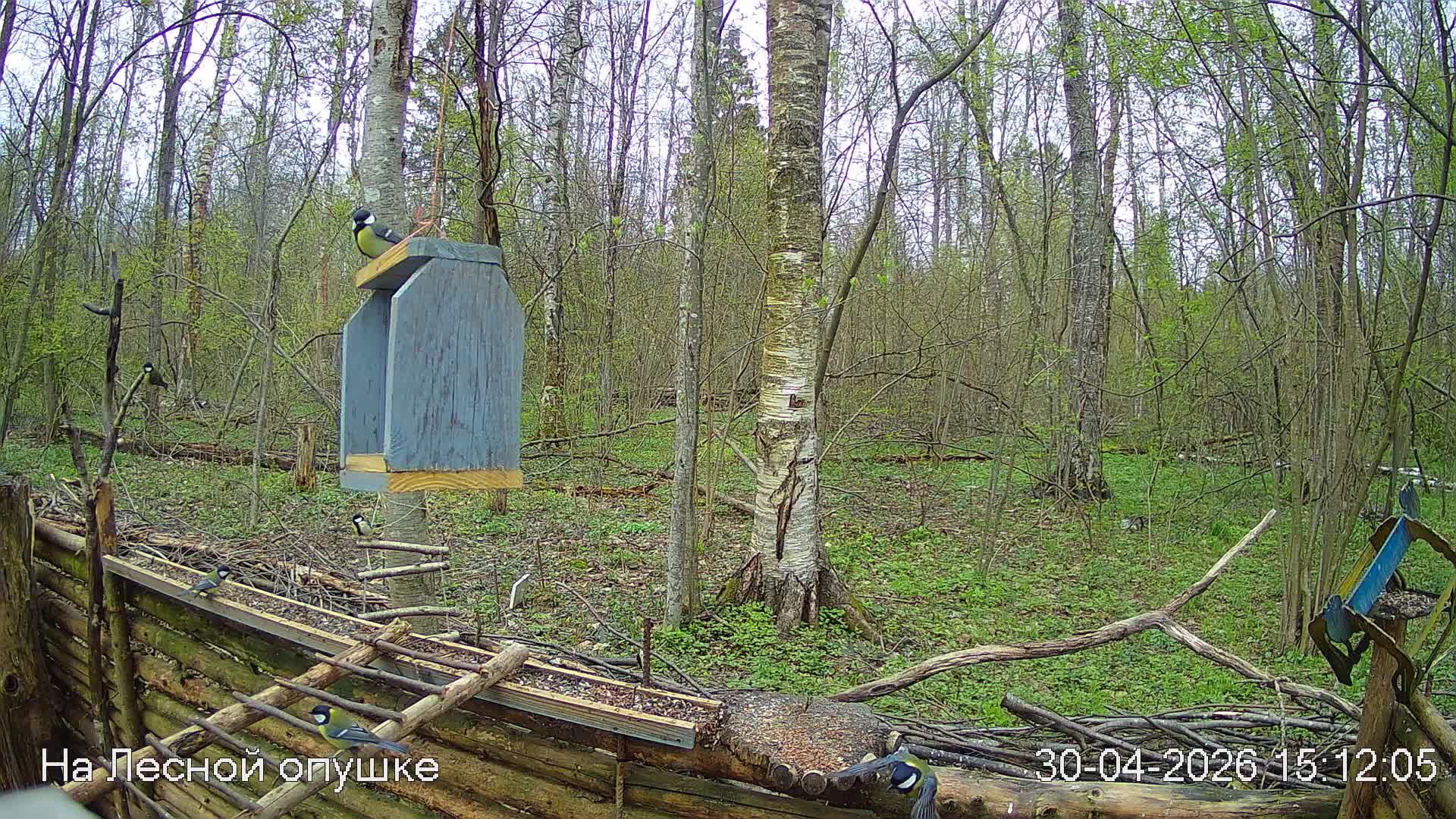 LIVE: На лесной опушке. Природа онлайн