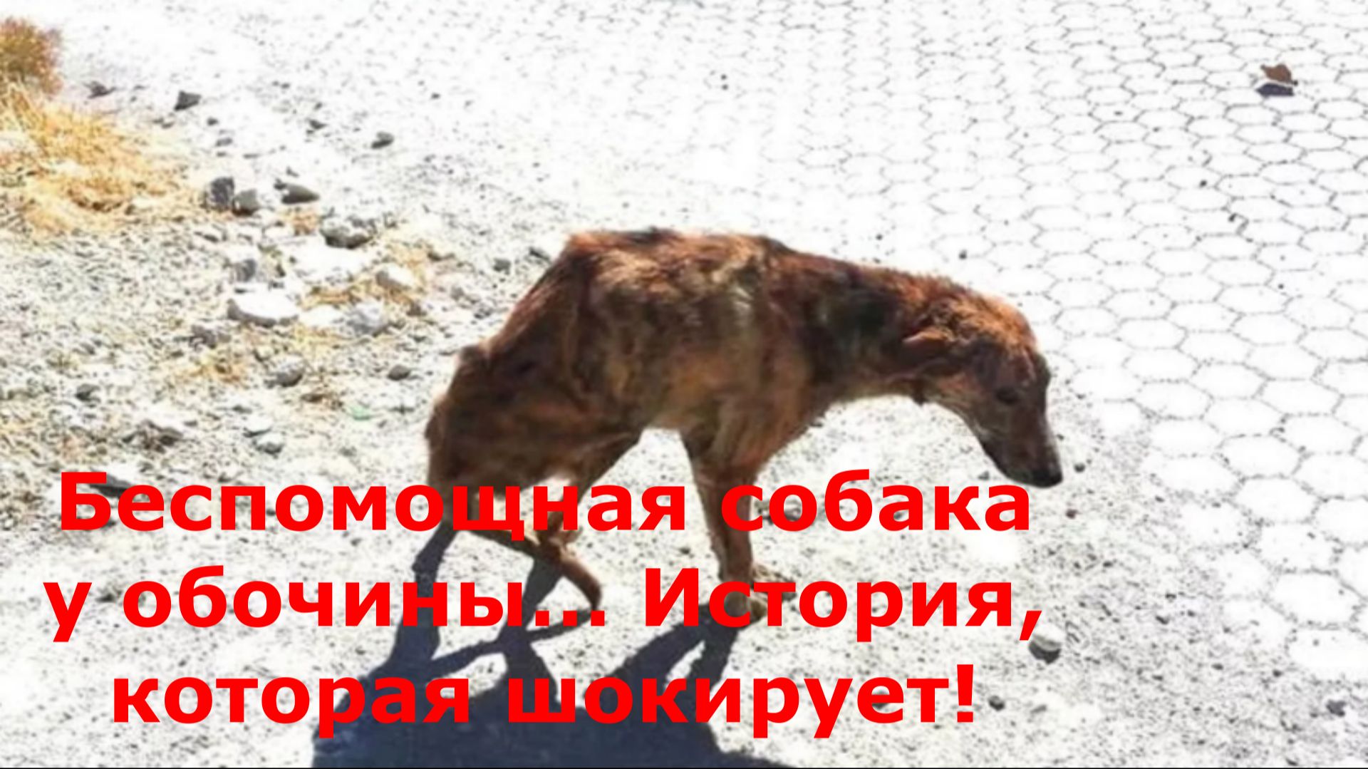 Беспомощная собака у обочины… История, которая шокирует!
