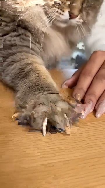 Video_2026-03-17_14-27-44