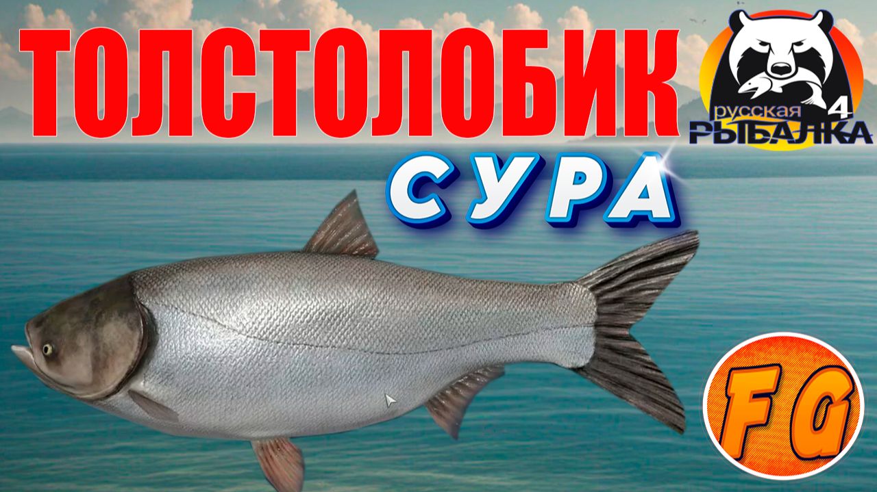 70 Толстолобиков на Суре. Толстолобик на реке Сура. Русская рыбалка 4. рр4. Russian Fishing 4