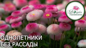 Однолетники без рассады