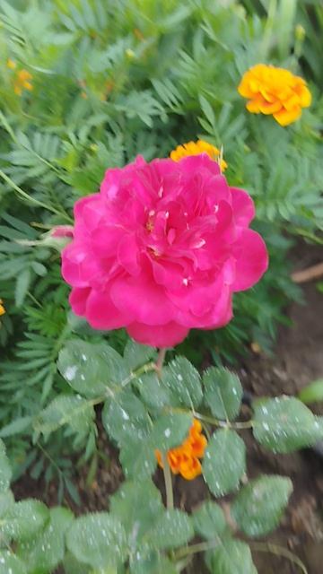 Роза шраб Доктор Массад. Сентябрь 2025г.