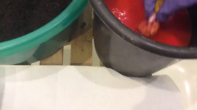 Как обработать луковицы гладиолусов. Посадка гладиолусов.