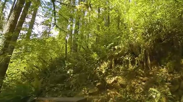 Лесной водопад Орегон, туристическая прогулка по заповеднику, обзор, экскурсия