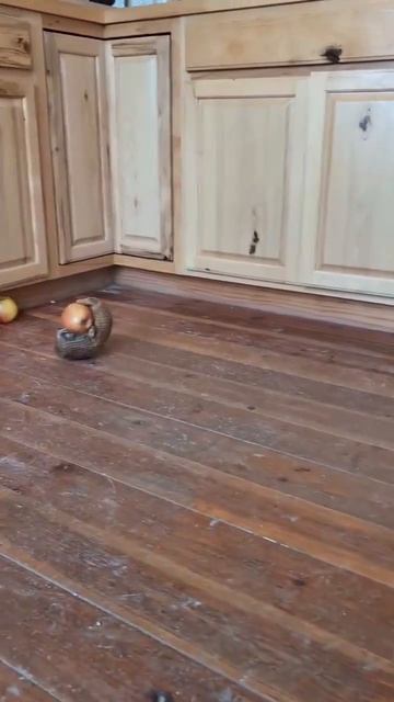 Видео от Красноярская тайга. Фотоловушки