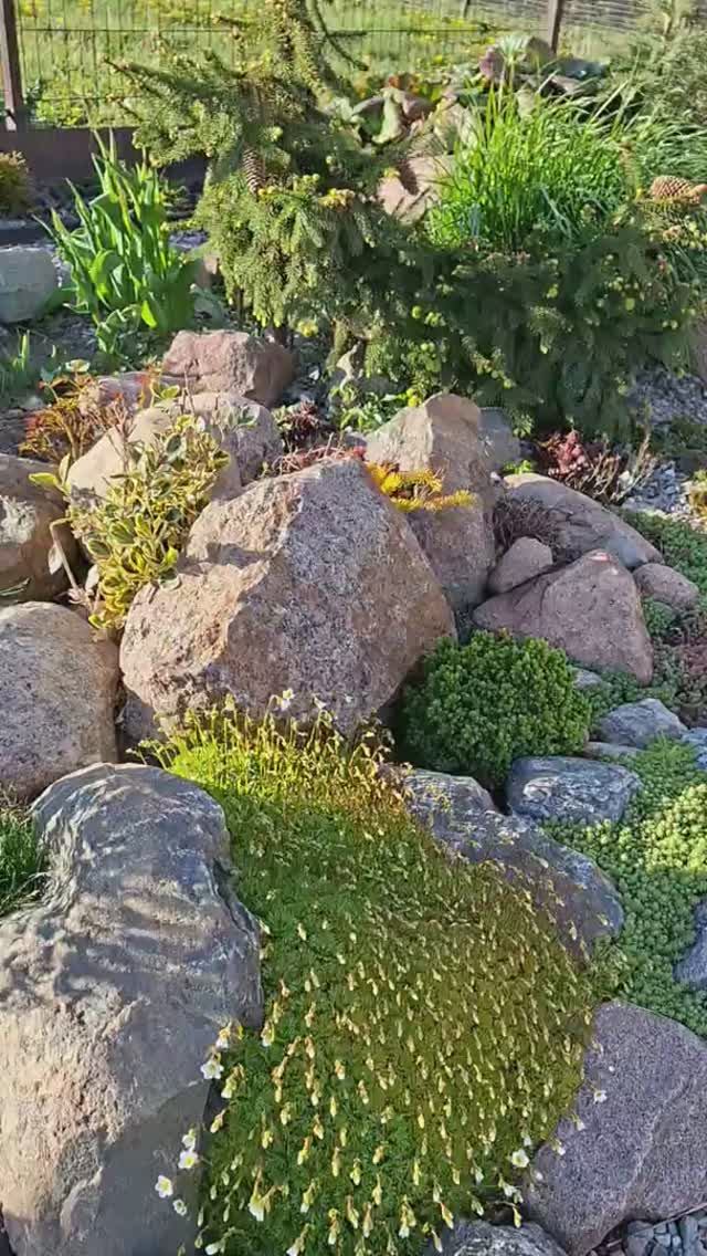 Одна из самых красивых  зон моего сада💚