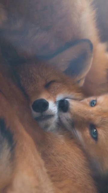 Проснулись?