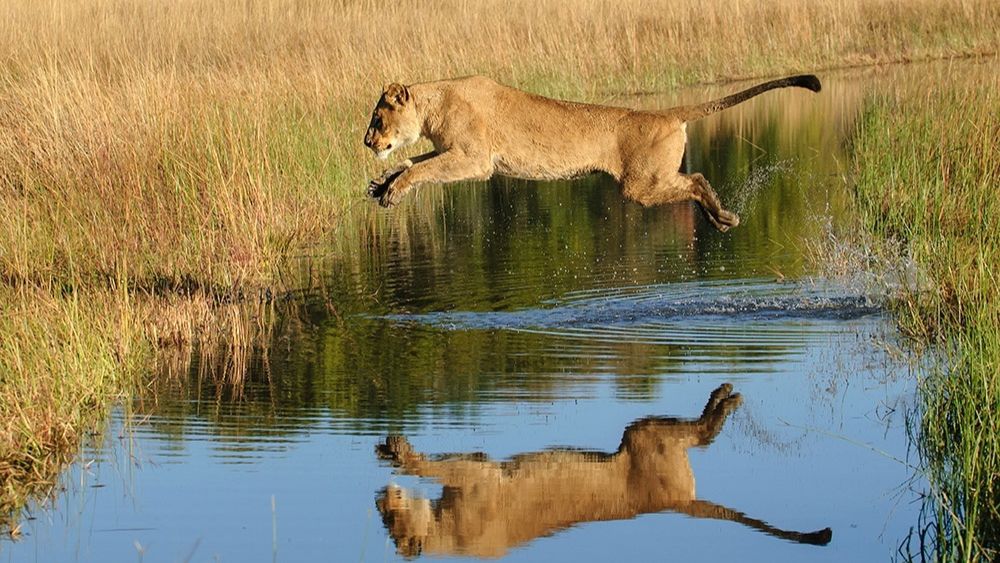 Некуда бежать