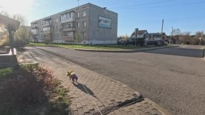 Прогулка с Джеффом по мини парку в Завидово (30.04.2026)
