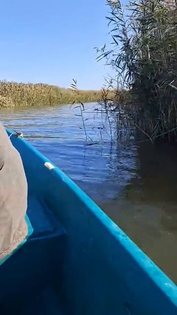 Астрахань рыбалка #Астраханьрыбалка база отдыха Кардон, за вторыми погранцами!200метров до точки