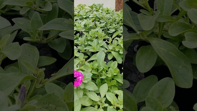 VID_20260430_133141.mp4