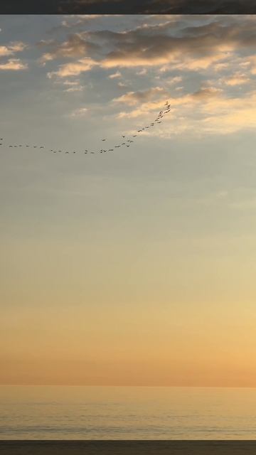 Привет, бабуль! Бакланы на море #shorts