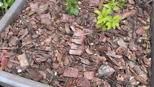 Посадила клематисы, прошлась по саду 🌿🎉🌿🎉🌿 30 апреля 26г