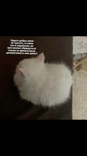 Обычный день Котости) Приколы с котами