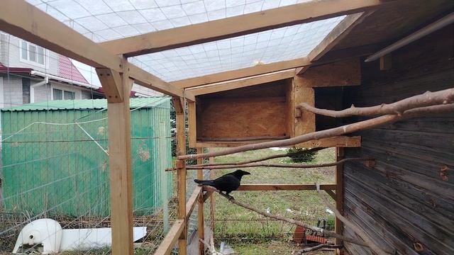 Ворон Гриша 30 апреля, с праздником