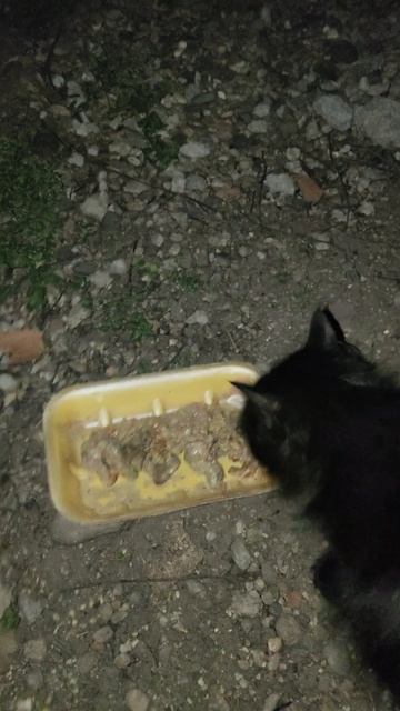 Красавица в ночи...