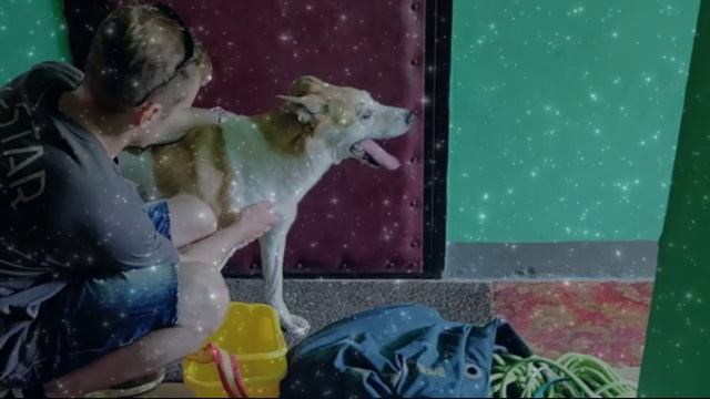 Заперт без еды и воды: спасение пса, которого все забыли.