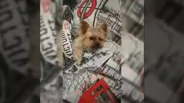 собака Йорик 🐾🐾