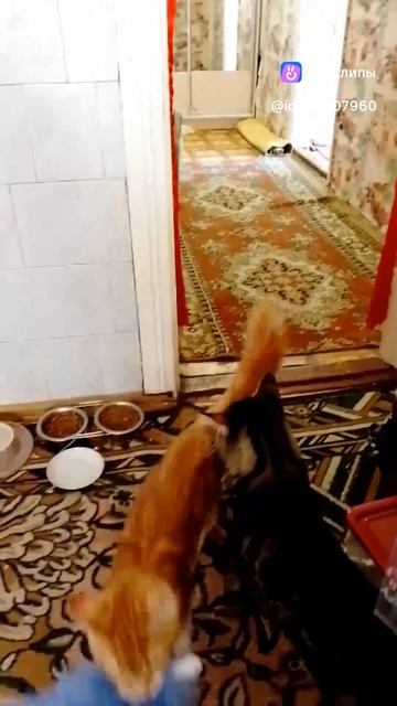 2270.mp4