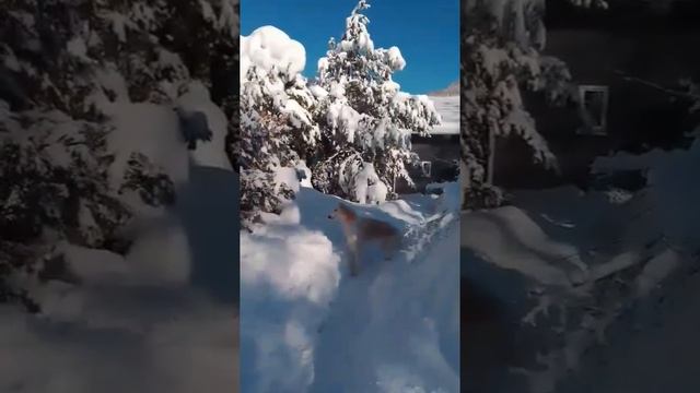 Зимняя сказка в Адыгеи с русской псовой борзой Земли и его друзьями!