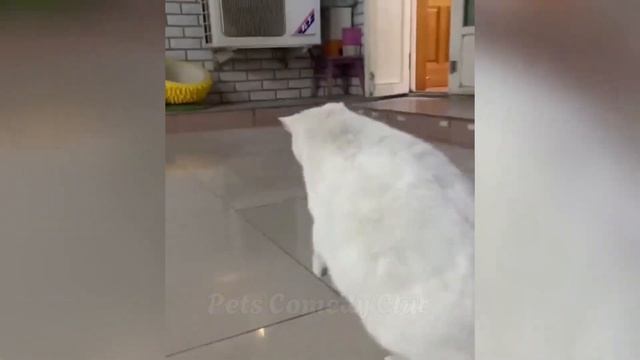 приколы с животными