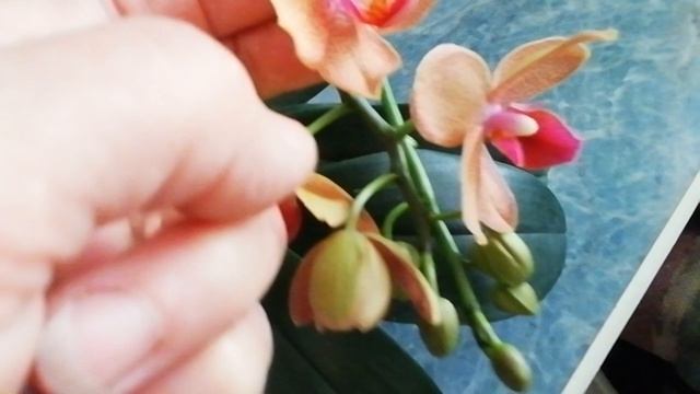 Еще одна красотка! / Мультифлора зацвела!