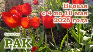 РАК | ТАРО прогноз на неделю с 4 по 10 мая 2026 года