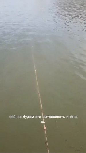 Клип @zatropheem