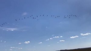 Гусь на клюкве Кабы-копры Апастовский район РТ