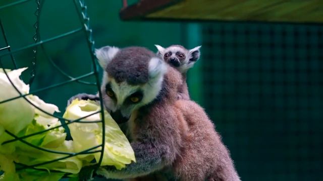 Двойняшки кошачьих лемуров