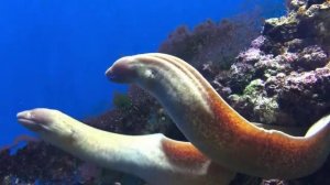 Ученые разгадали тайну Бермудского треугольника…