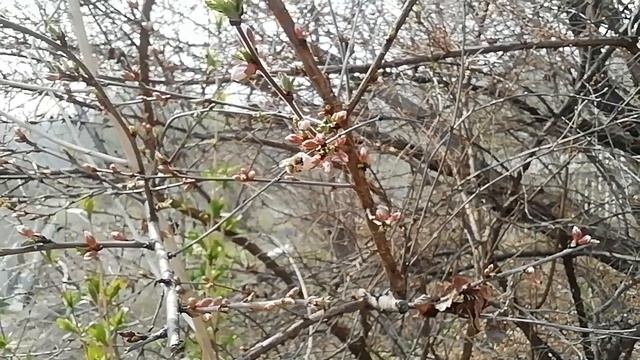 Неужели к нам пришла весна...