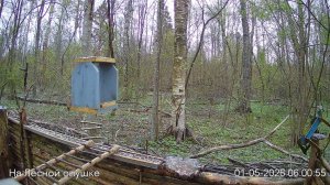 LIVE: На лесной опушке. Природа онлайн